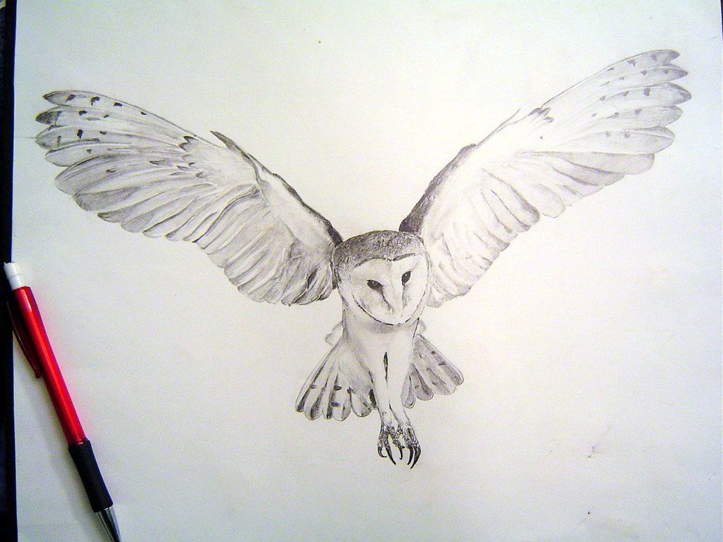 Flying Owl Drawing Photo