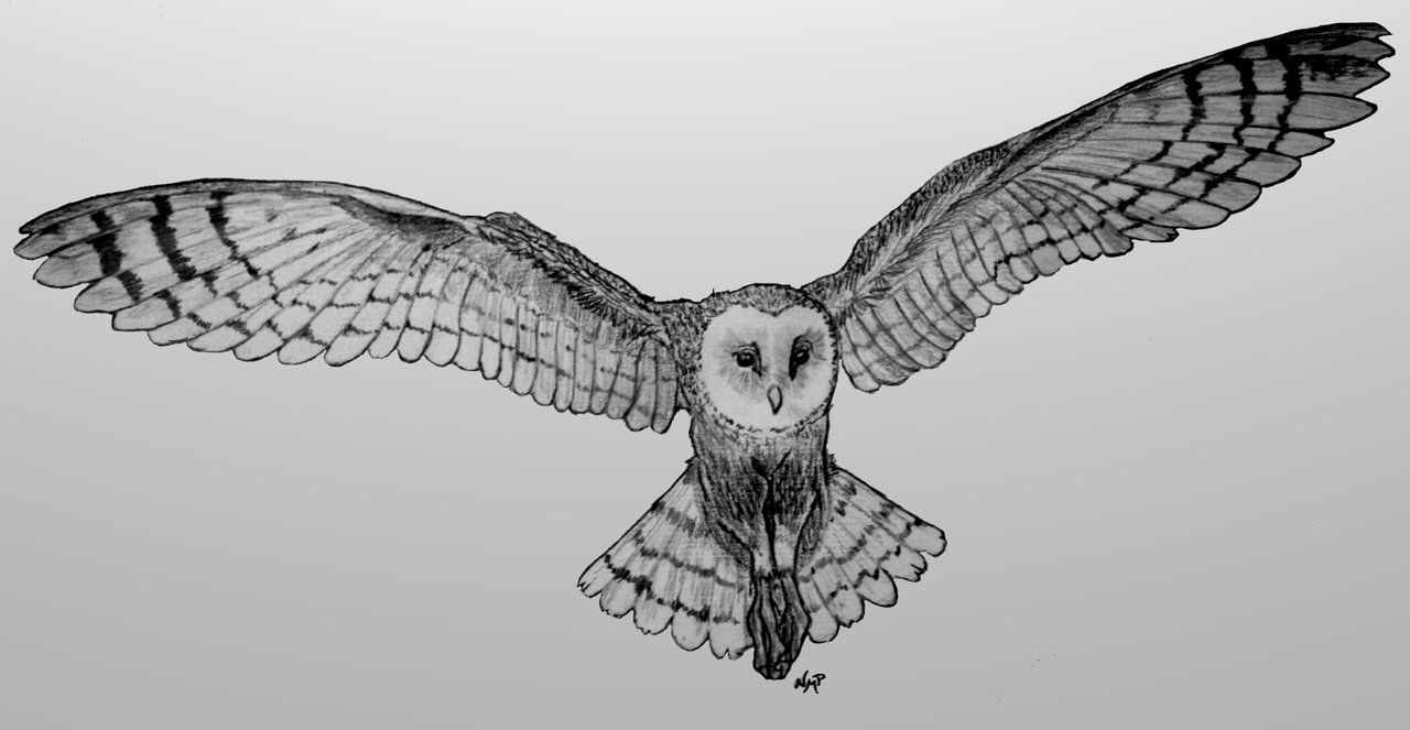 Flying Owl Drawing Pic