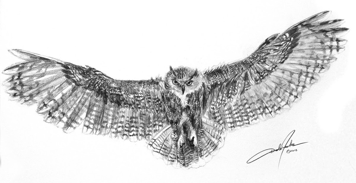 Flying Owl Drawing Pics