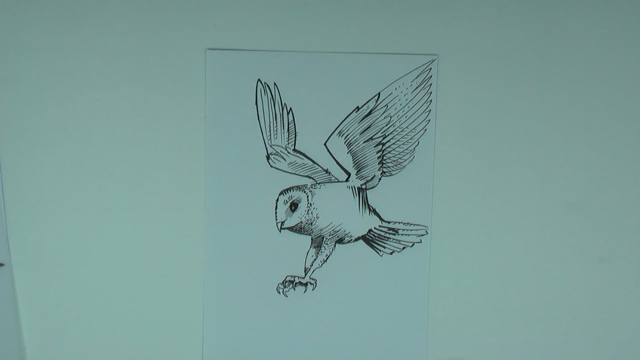 Flying Owl Drawing Pictures