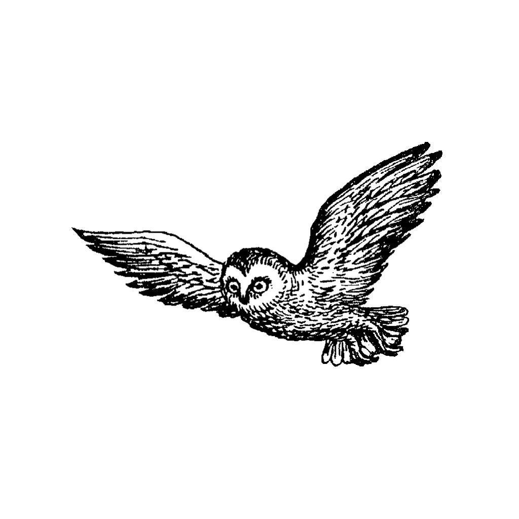 Flying Owl Drawing Realistic