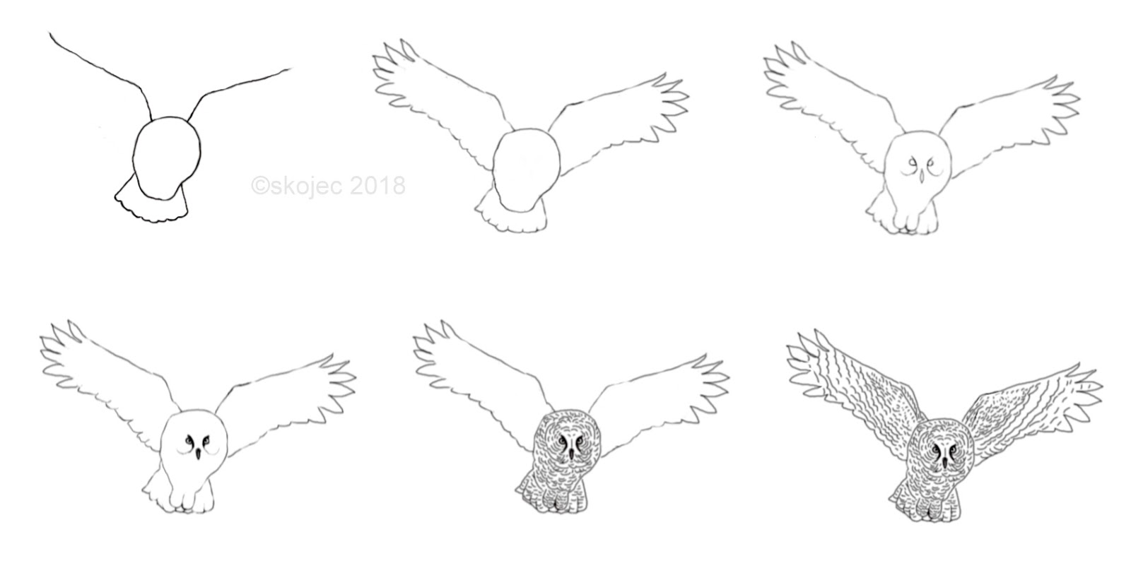 Flying Owl Drawing Sketch