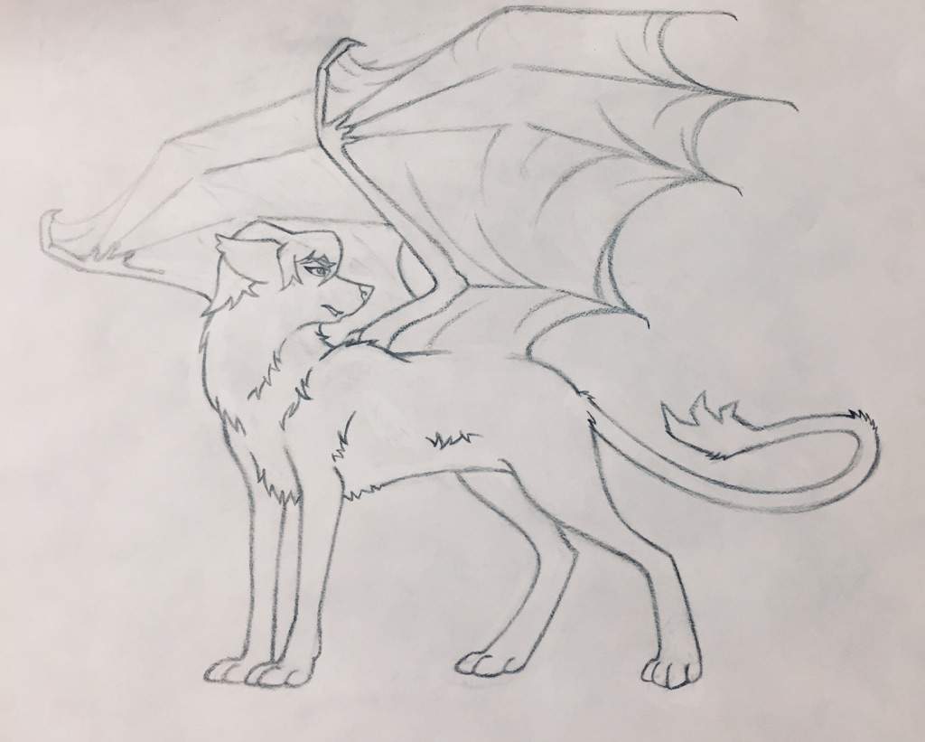 Flying Wolf Drawing Photo
