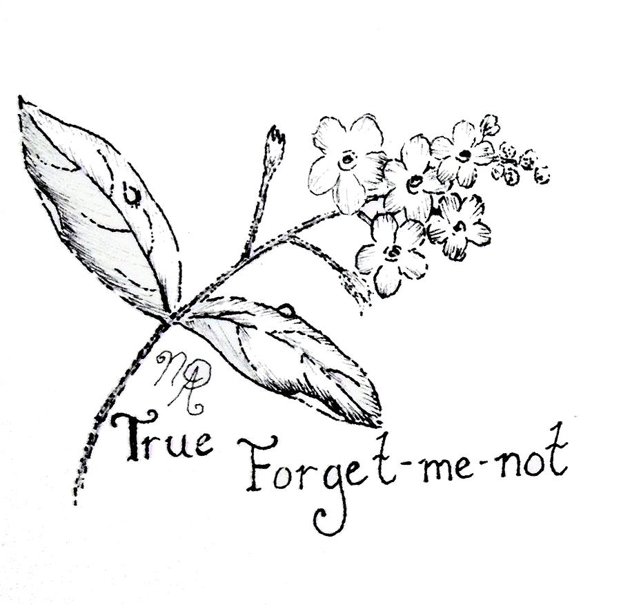 Forget Me Not Drawing Photos