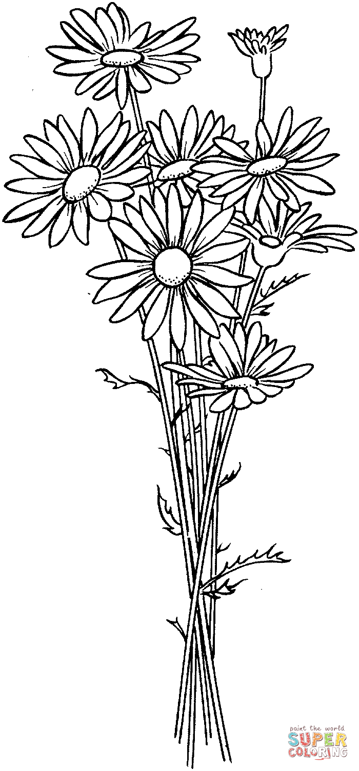 Gazania Drawing Image