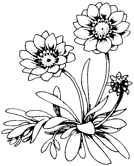 Gazania Drawing Pics