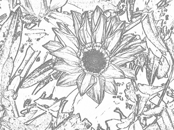 Gazania Drawing Sketch