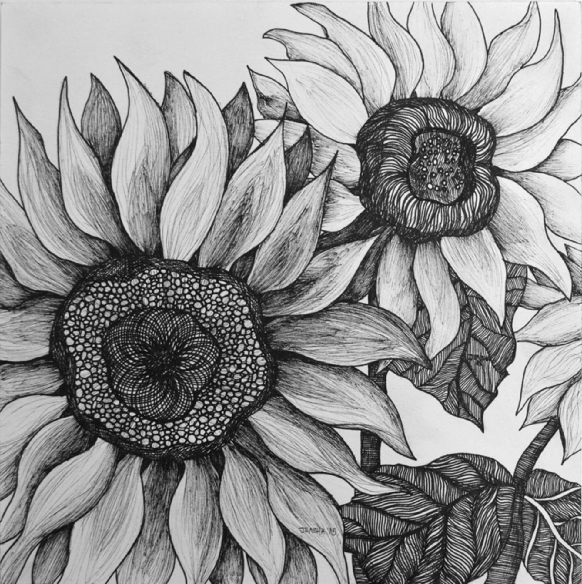 Gazania Drawing