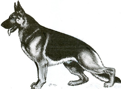 German Shepherd Drawing Amazing