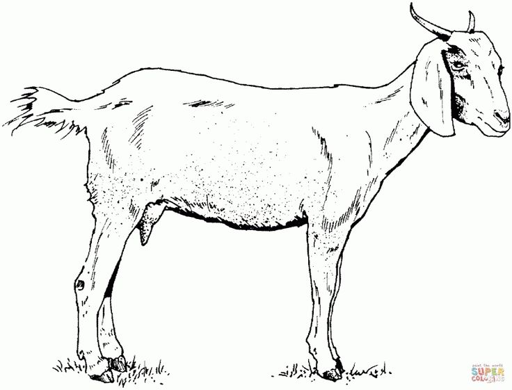 Goat Drawing Amazing