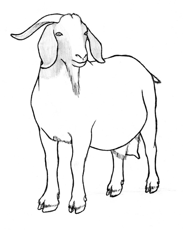 Goat Drawing Image