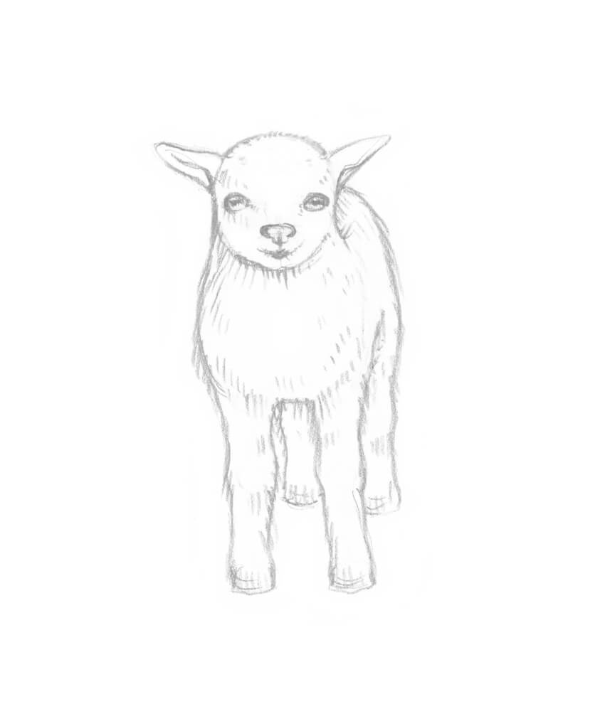 Goat Drawing Photo