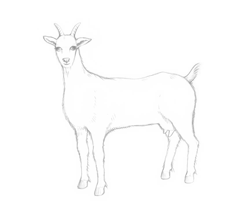 Goat Drawing Pics