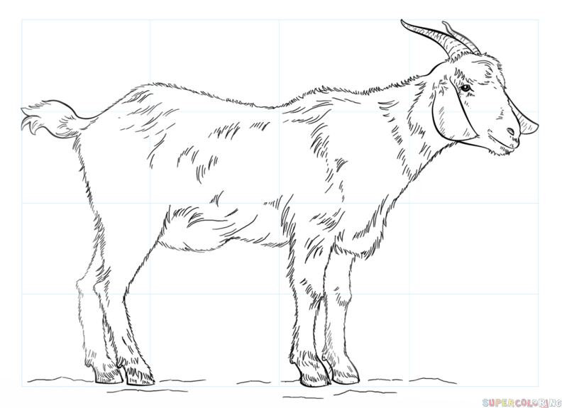 Goat Drawing Realistic