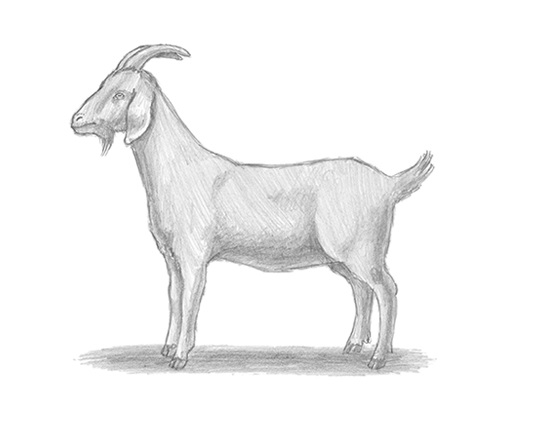 Goat Drawing Sketch