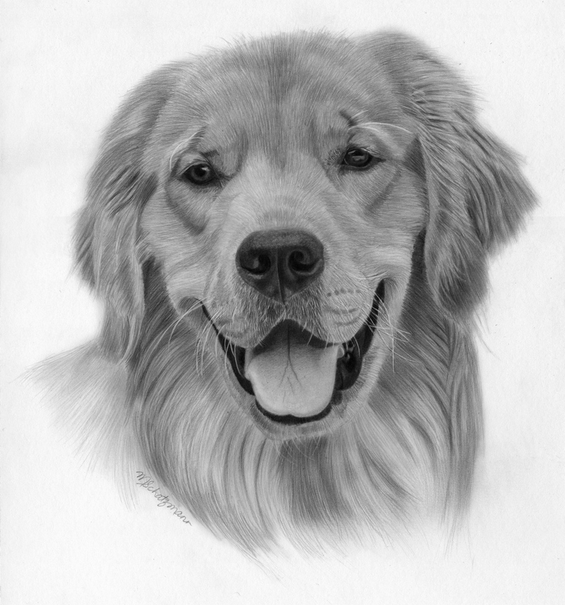 Golden Retriever outline drawing | How to draw Golden Retriever step by  step | Dog drawing tutorials - YouTube