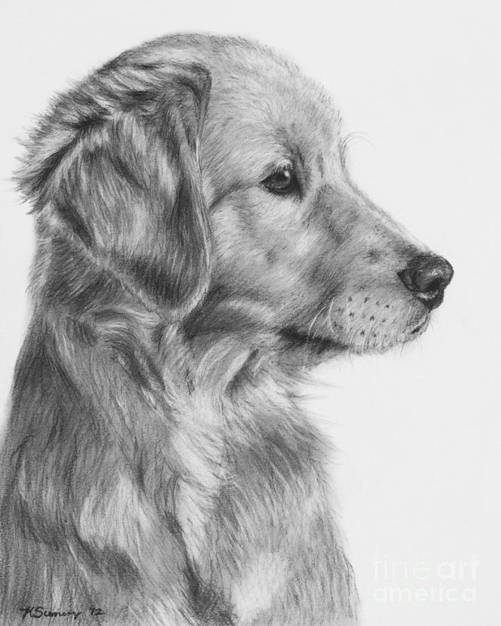 Golden Retriever Drawing Art