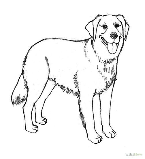 Vector sketch red gun dog breed Golden Retriever, Art Print | Barewalls  Posters & Prints | bwc12869448