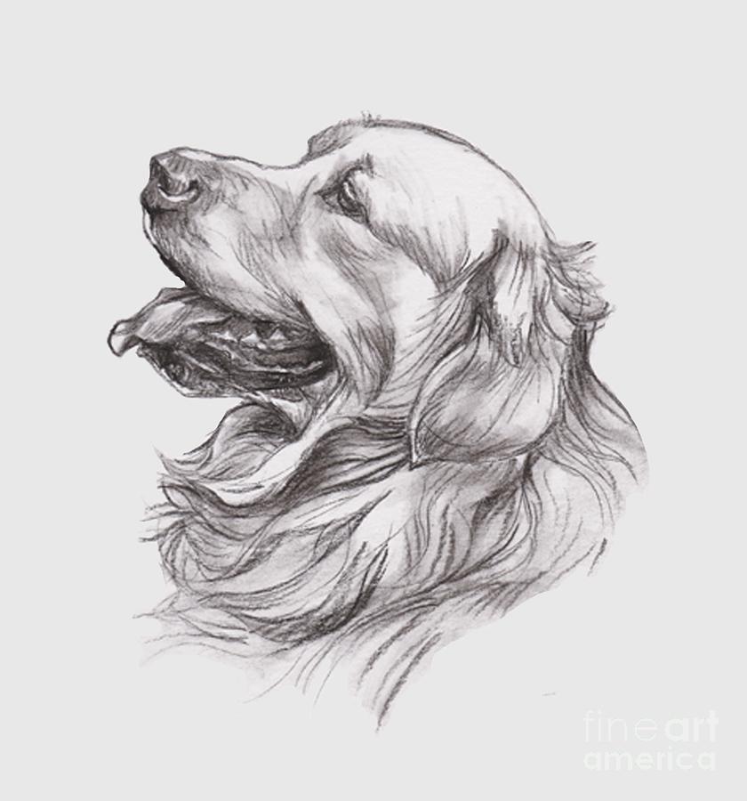 Golden Retriever Drawing Pic