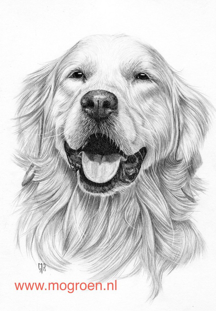 Golden Retriever Drawing Picture