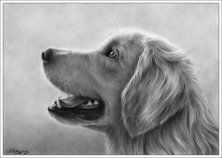 Golden Retriever Drawing