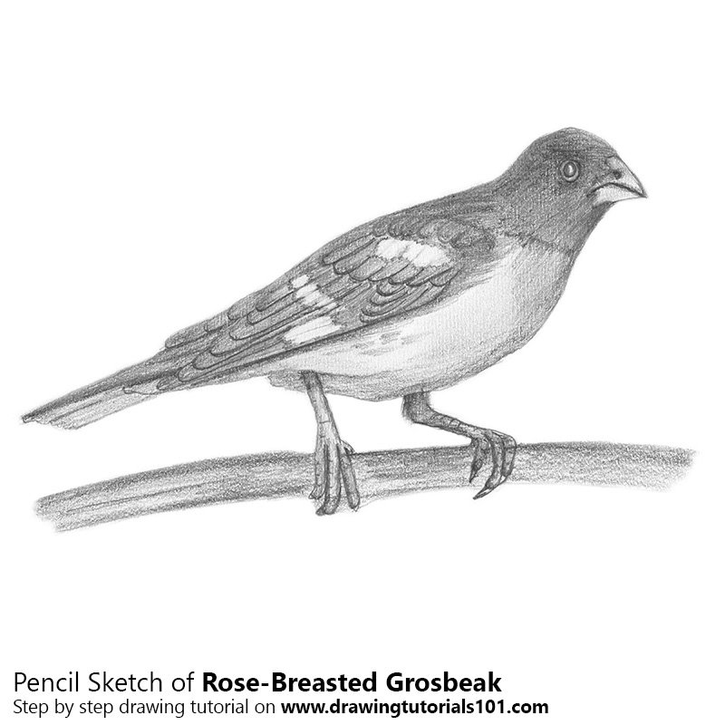 Grosbeak Art Drawing