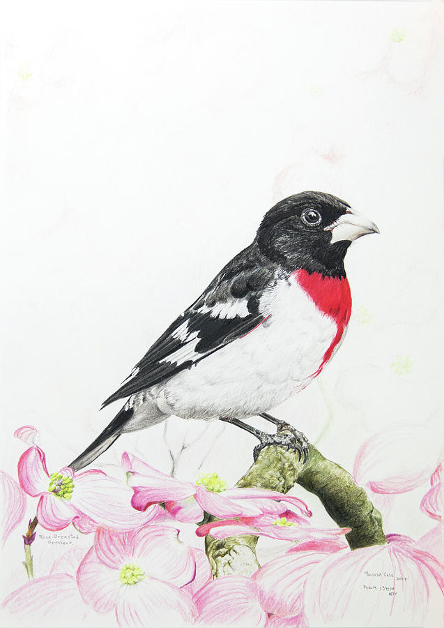 Grosbeak Drawing High-Quality