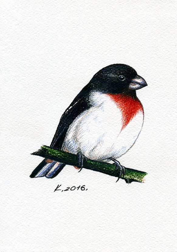 Grosbeak Drawing Image