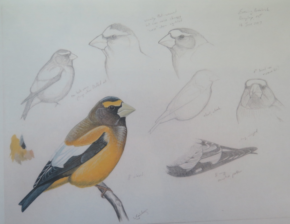 Grosbeak Drawing Pic