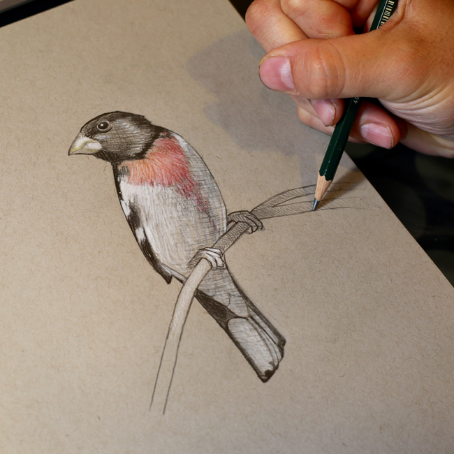 Grosbeak Drawing Pics