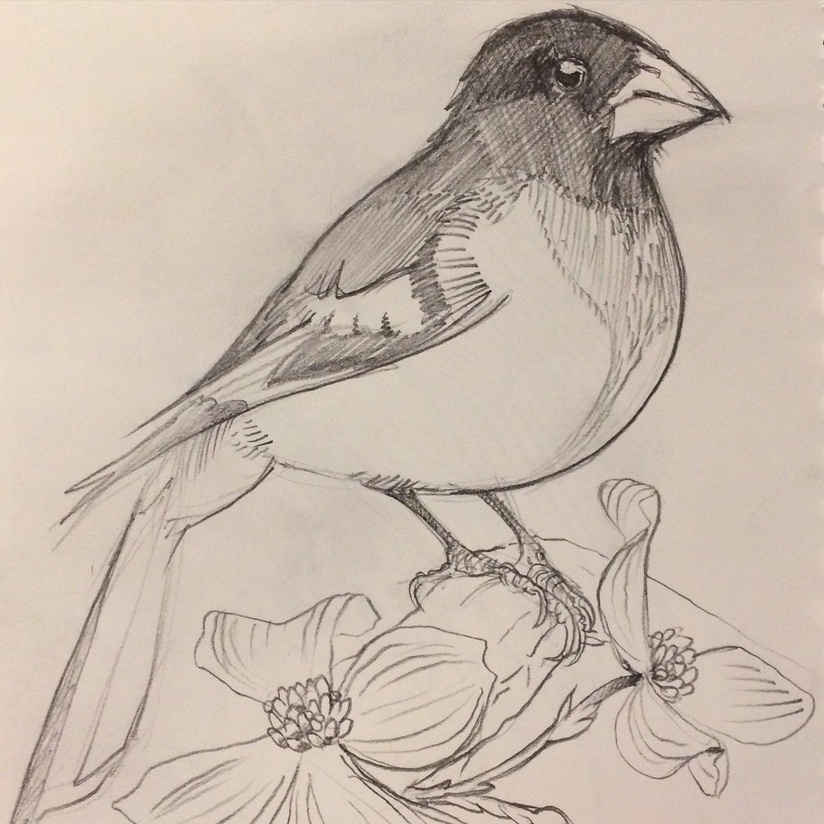 Grosbeak Drawing Picture