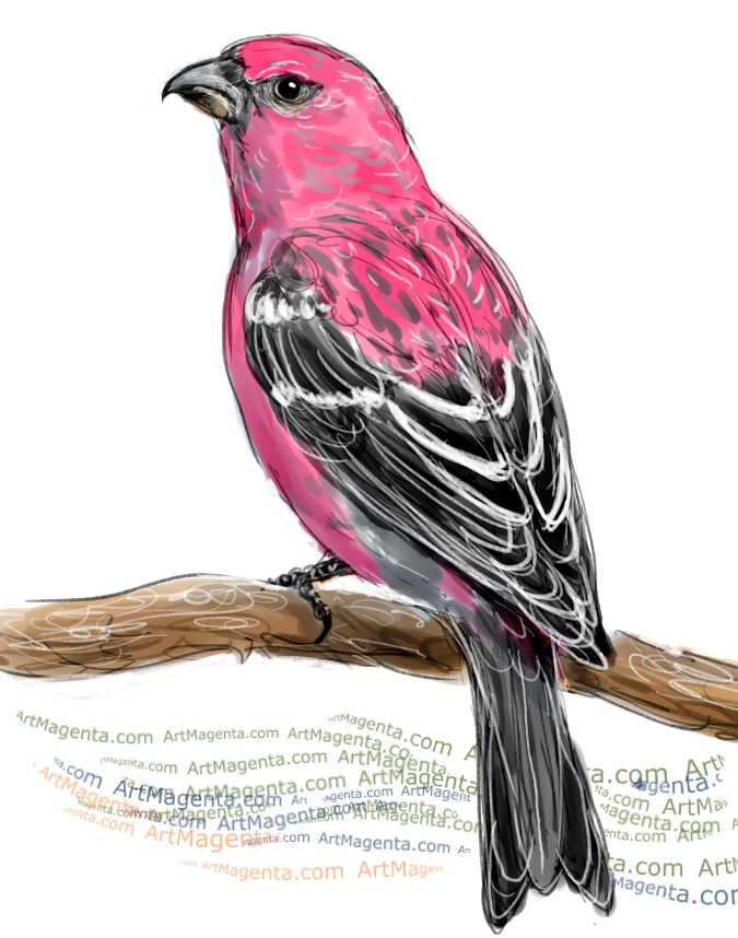 Grosbeak Drawing Realistic