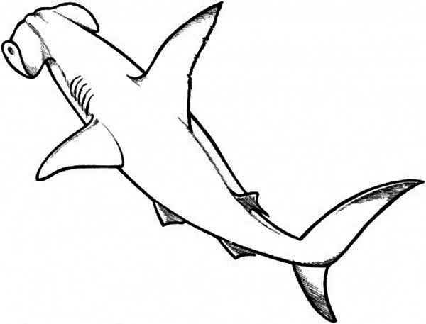 Hammerhead Shark Drawing Image