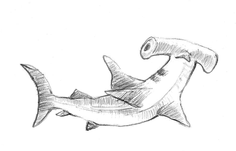 Hammerhead Shark Drawing Picture