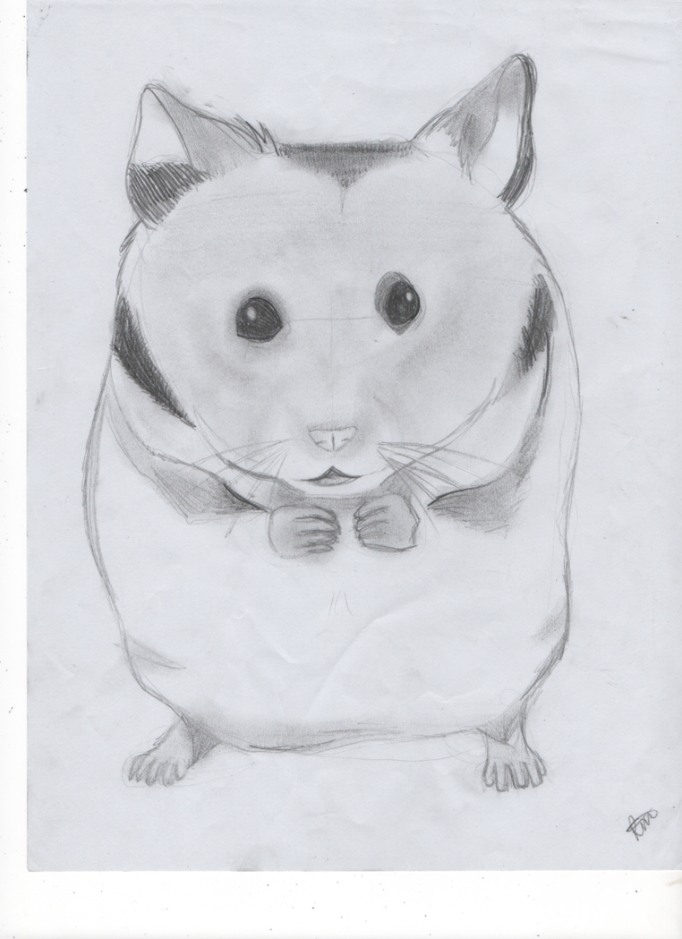 Hamster Drawing Beautiful Image