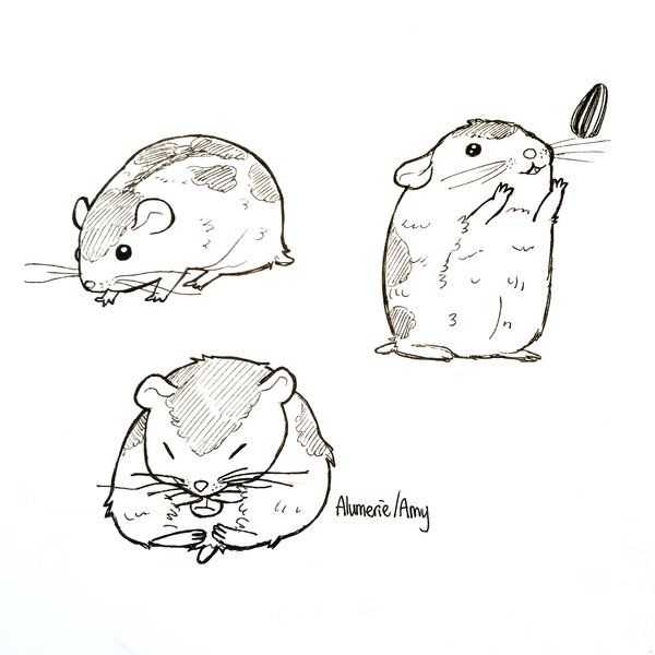 Hamster Drawing Best