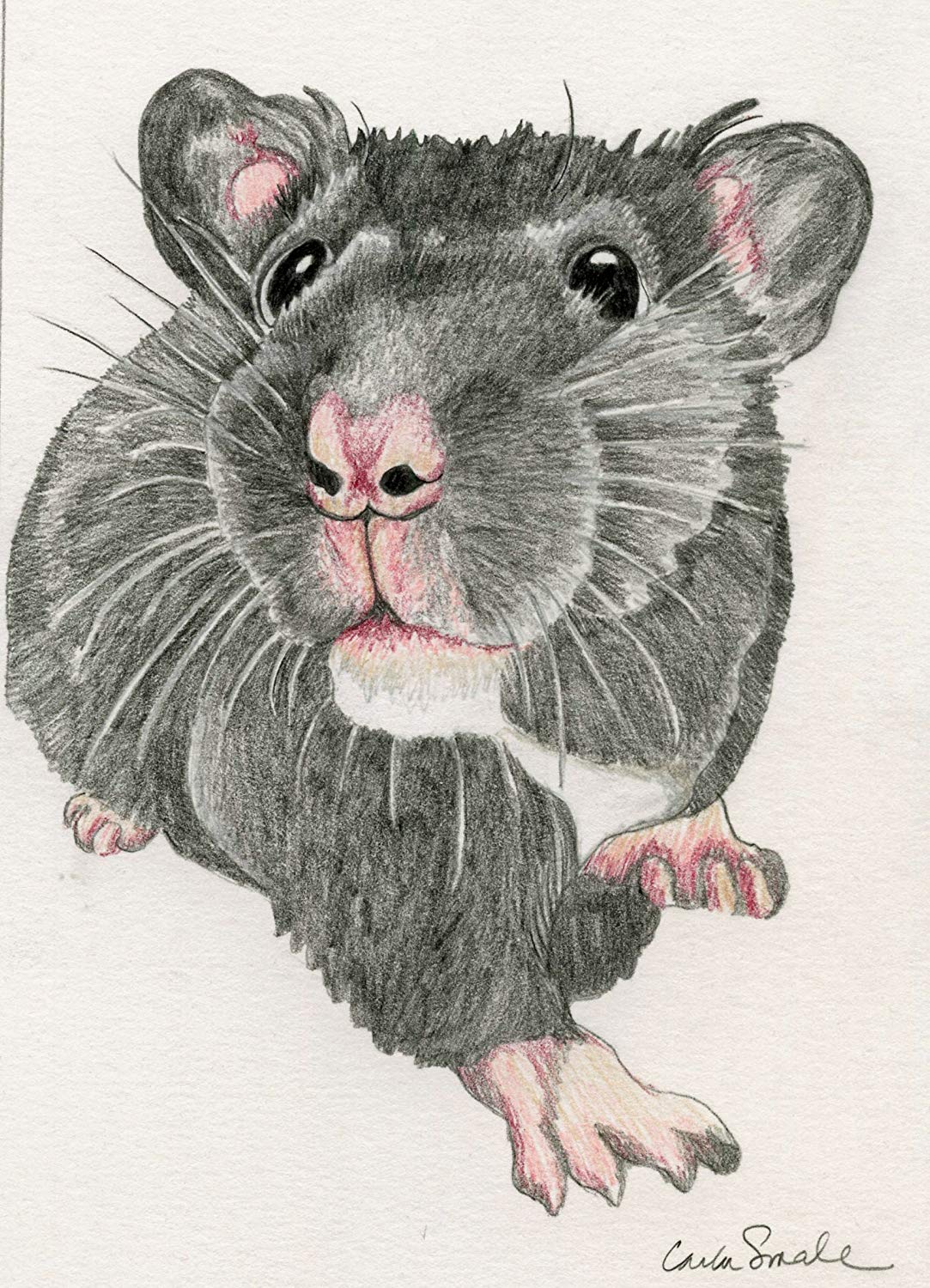 Hamster Drawing Pic