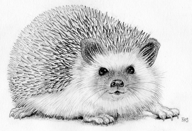 Hedgehog Drawing Amazing