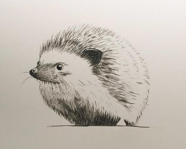 Hedgehog Drawing Image