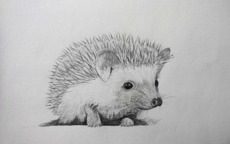 Hedgehog Drawing Photo