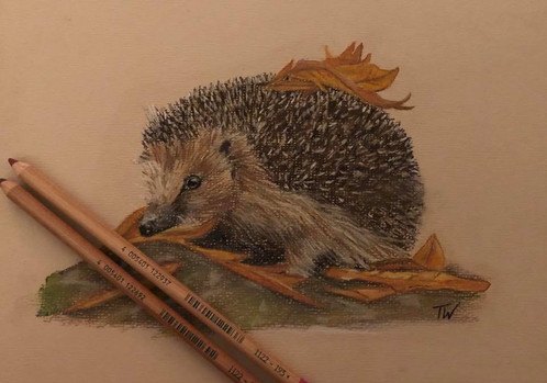 Hedgehog Drawing Pic