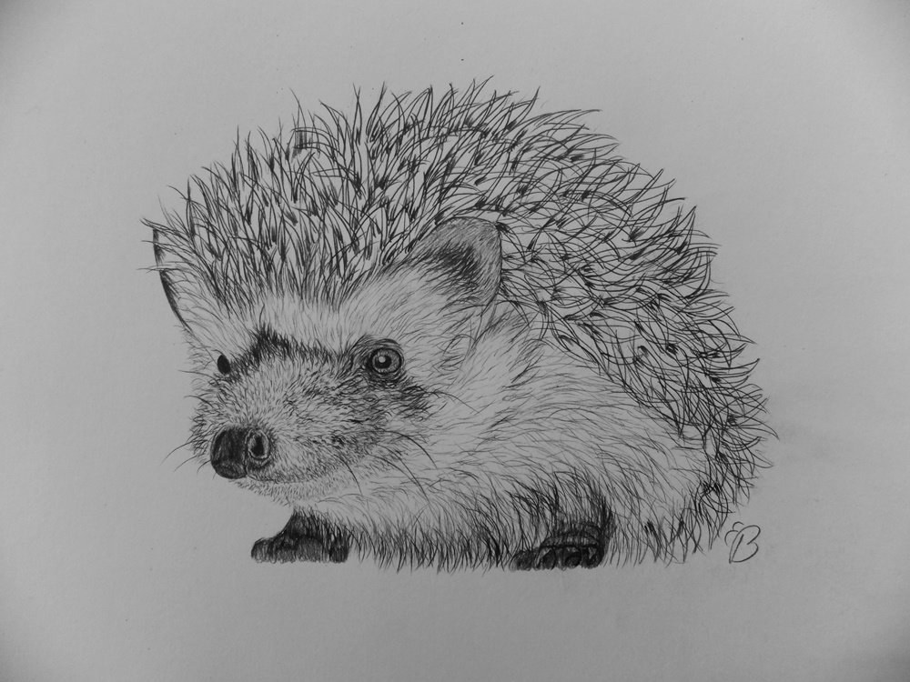 Hedgehog Drawing Picture