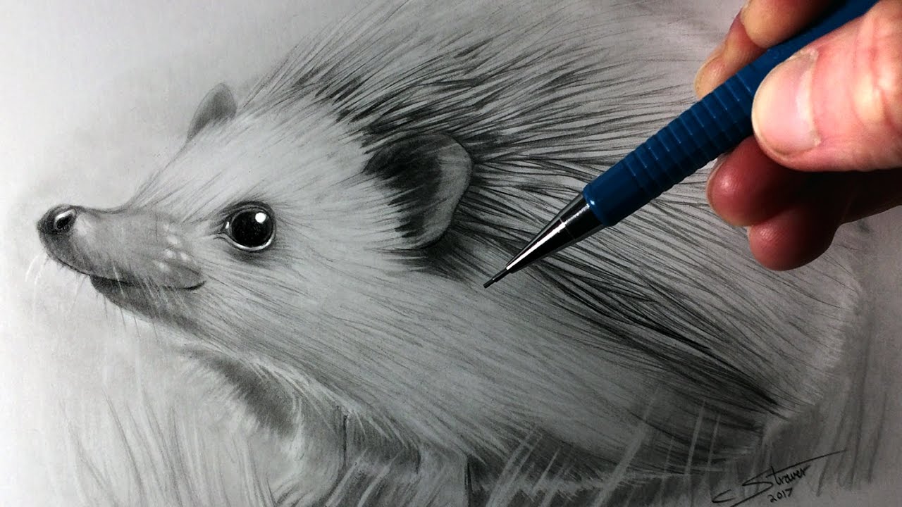 Hedgehog Drawing Realistic