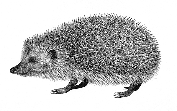 Hedgehog Drawing Sketch