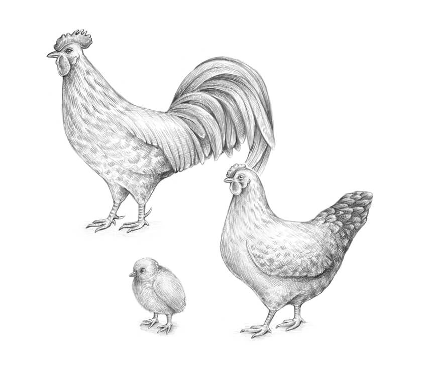 Hen Drawing Pic