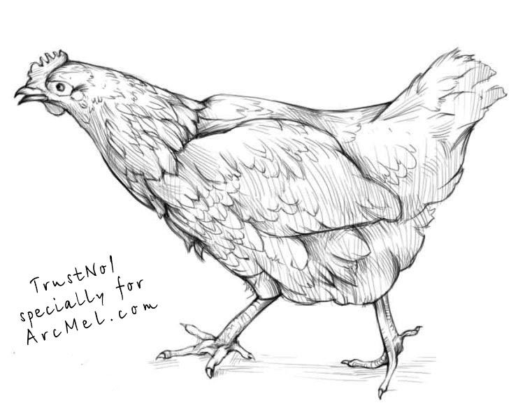 Hen Drawing Sketch