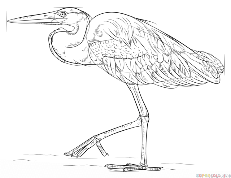 Heron Drawing Amazing