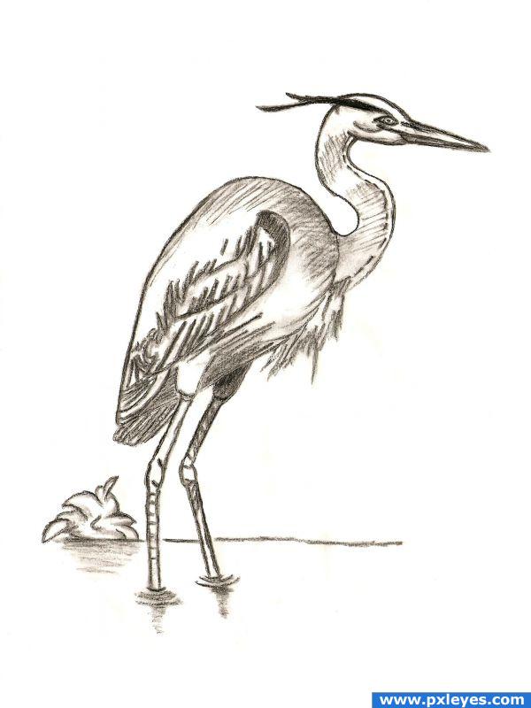 Heron Drawing Photo