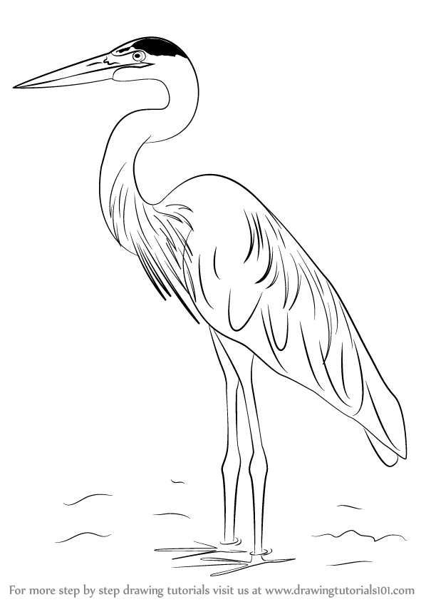 Heron Drawing Pics