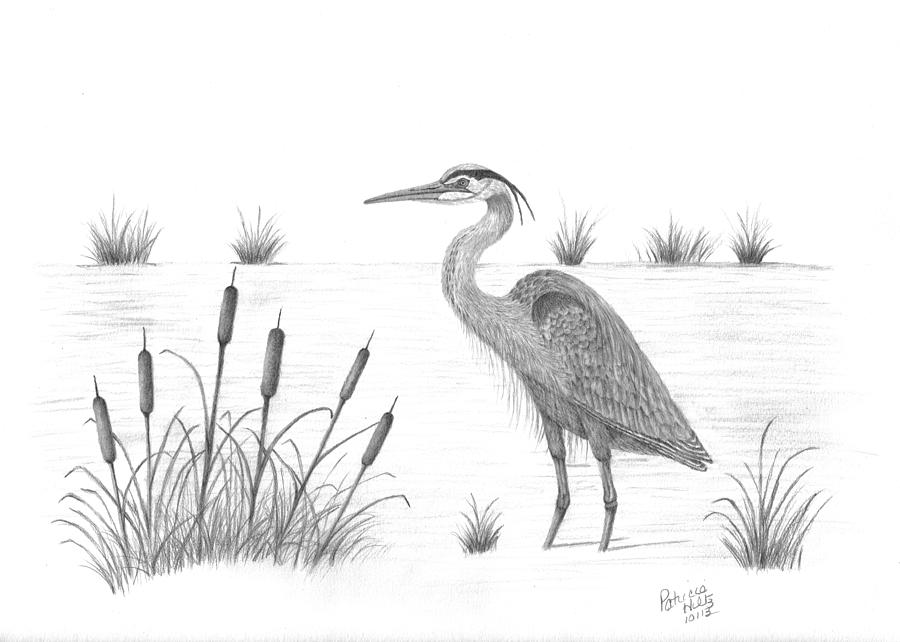 Heron Drawing Sketch
